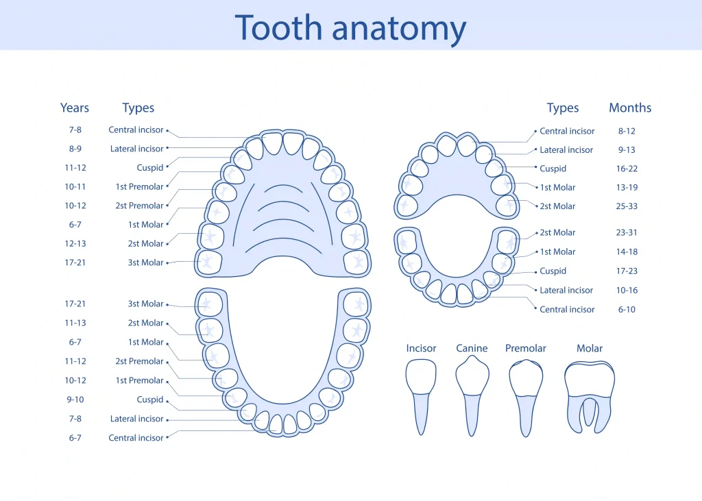Your Visual Guide Dental Implants in Istanbul